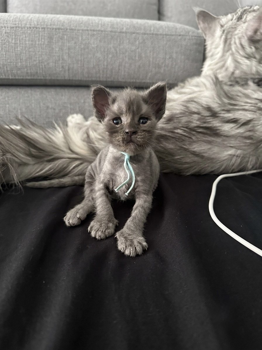 Baloo - Collier bleu (M)